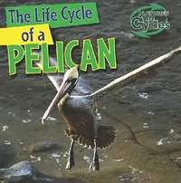 Buy The Life Cycle of a Pelican | by Anna Kingston | Gareth Stevens Publishing | by Anna Kingston | Gareth Stevens Publishing | by Anna Kingston | Gareth Stevens Publishing | by Anna Kingston | Gareth Stevens Publishing | by Anna Kingston | Gareth Stevens Publishing | by Anna Kingston | Gareth Stevens Publishing | by Anna Kingston | Gareth Stevens Publishing | by Anna Kingston | Gareth Stevens Publishing | by Anna Kingston | Gareth Stevens Publishing | by Anna Kingston | Gareth Stevens Publishing |  — BookShops.in