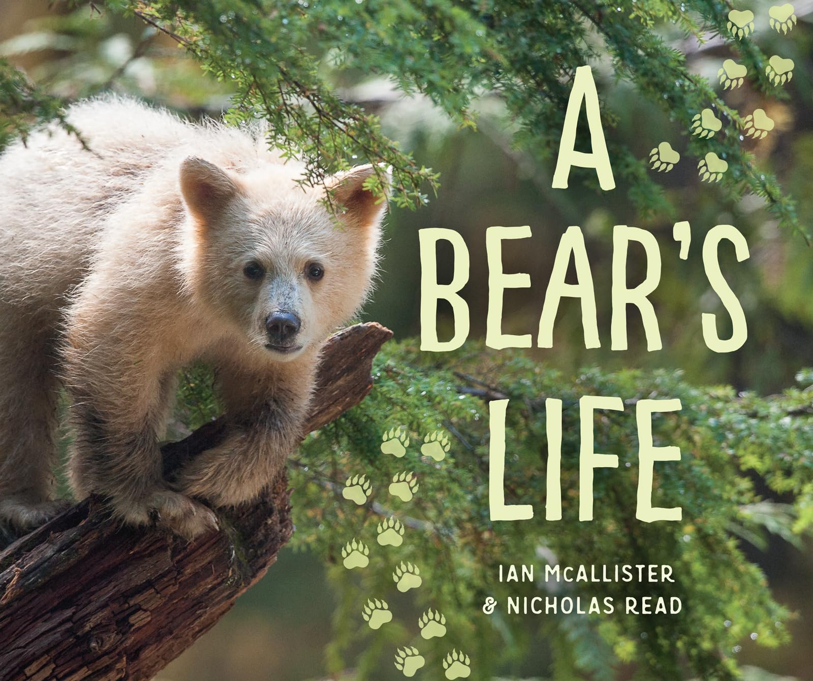 Buy A Bear's Life by Ian McAllister – Wildlife Photography — BookShops.in