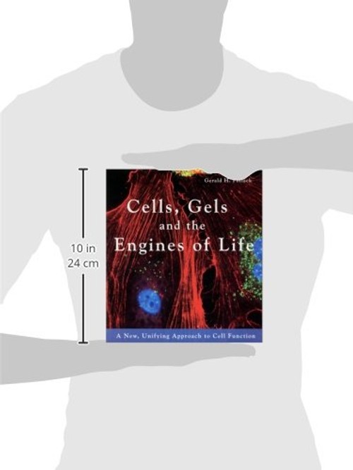 Cells, Gels and the Engines of Life – Gerald H. Pollack view 3