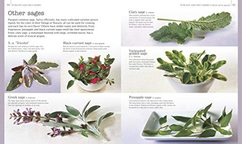 Herbs & Spices: A Complete Cookbook and Kitchen Reference by Jill Norman view 4