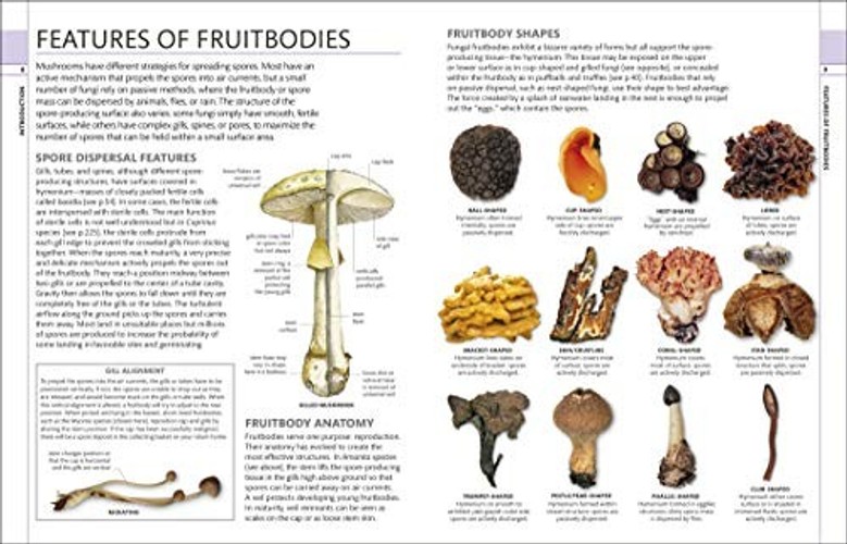 Mushrooms: How to Identify and Gather Wild Mushrooms and Other Fungi – DK view 3