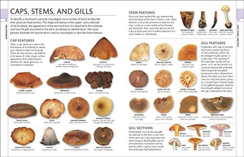 Mushrooms: How to Identify and Gather Wild Mushrooms and Other Fungi – DK view 4