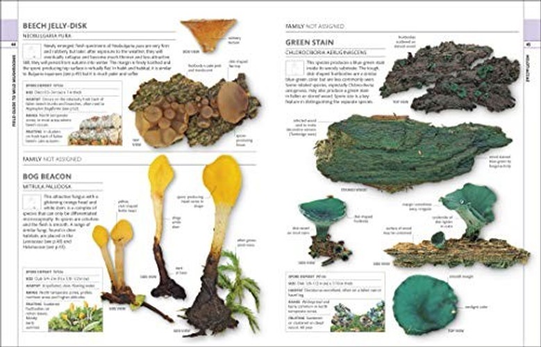 Mushrooms: How to Identify and Gather Wild Mushrooms and Other Fungi – DK view 5