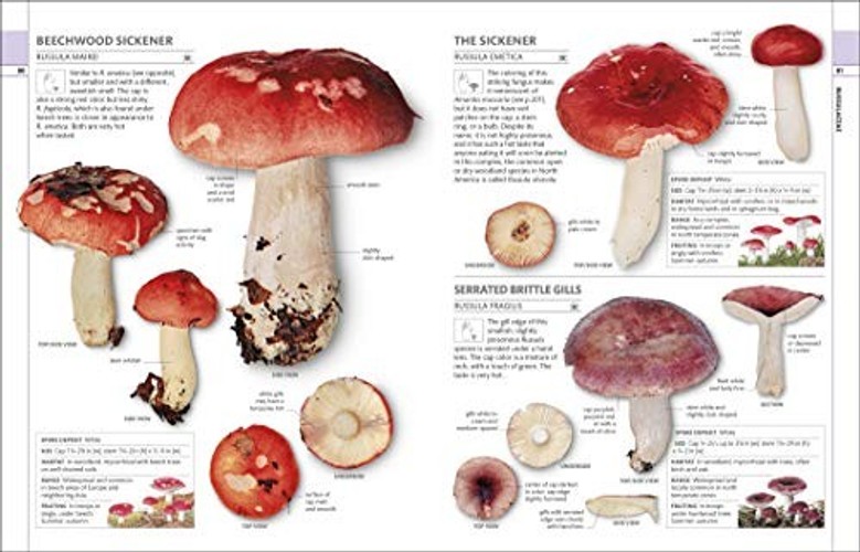 Mushrooms: How to Identify and Gather Wild Mushrooms and Other Fungi – DK view 6