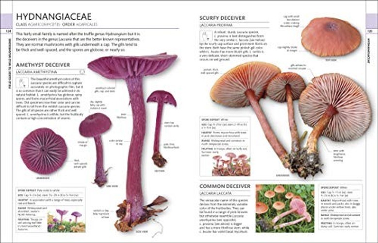 Mushrooms: How to Identify and Gather Wild Mushrooms and Other Fungi – DK view 7