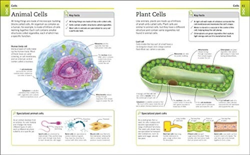 SuperSimple Biology: The Ultimate Bitesize Study Guide by DK view 4