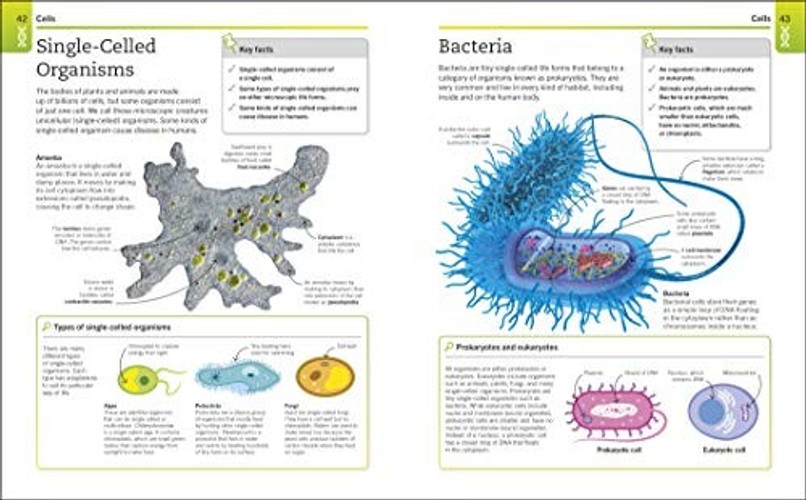 SuperSimple Biology: The Ultimate Bitesize Study Guide by DK view 5