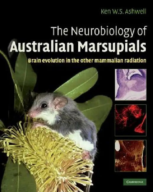 The Neurobiology of Australian Marsupials: Brain Evolution in the Other Mammalian Radiation view 2